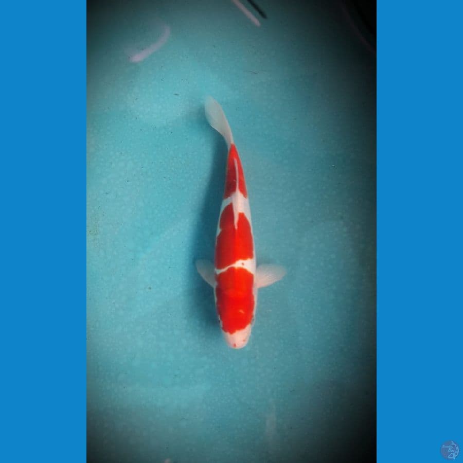 Kohaku doitsu 32 Cm Male