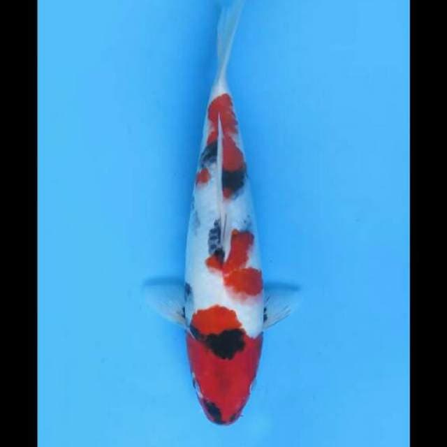 32cm Female - Hq Kindai Showa