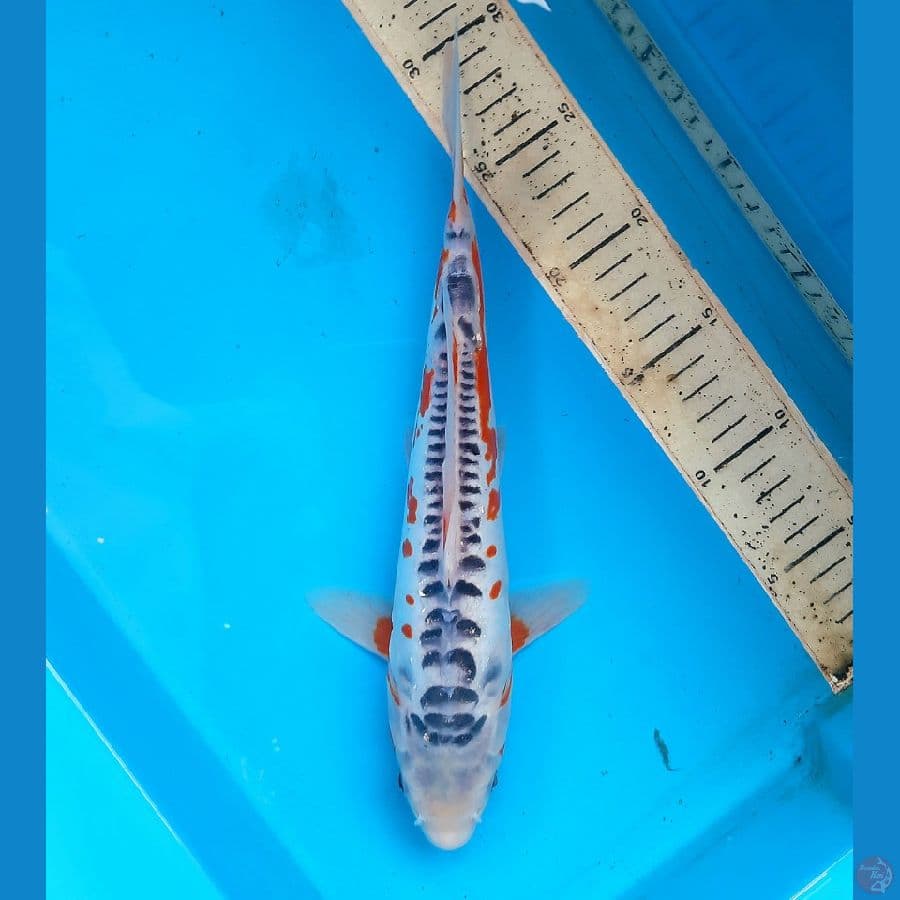 Shusui 30cm male