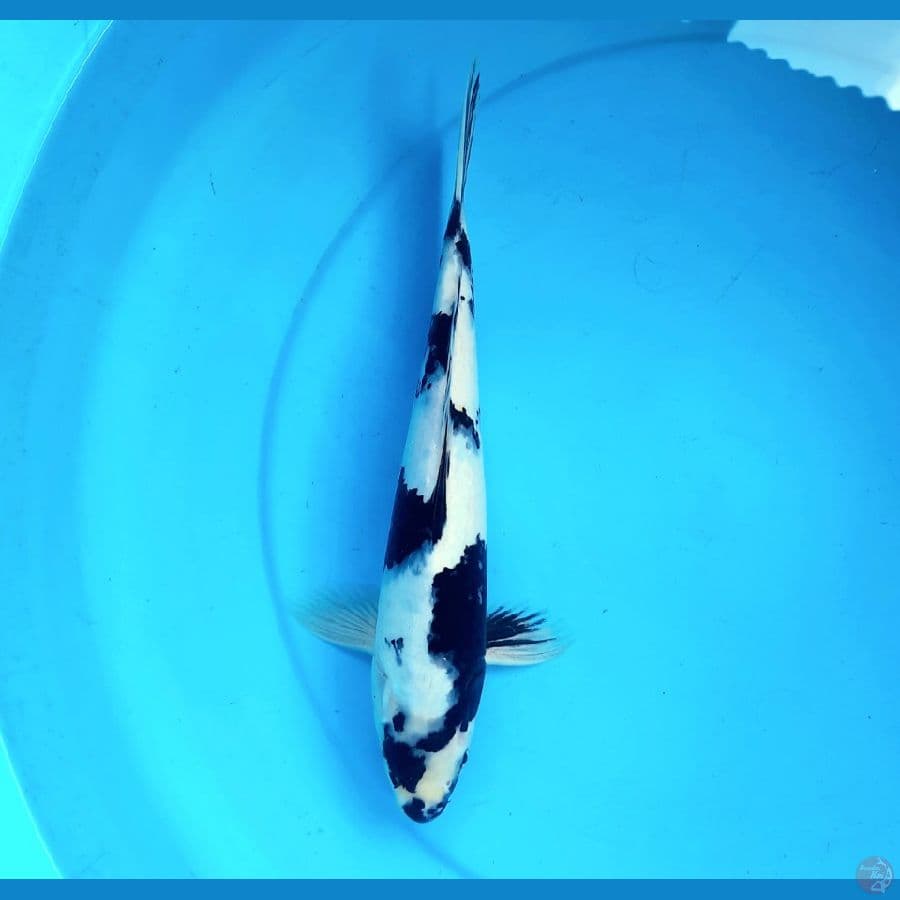 Shiro 32cm Male