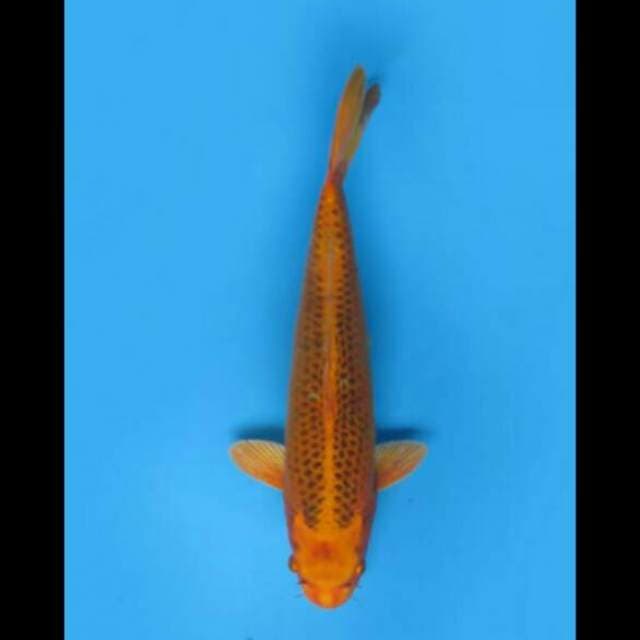 36cm Female - Kin Matsuba