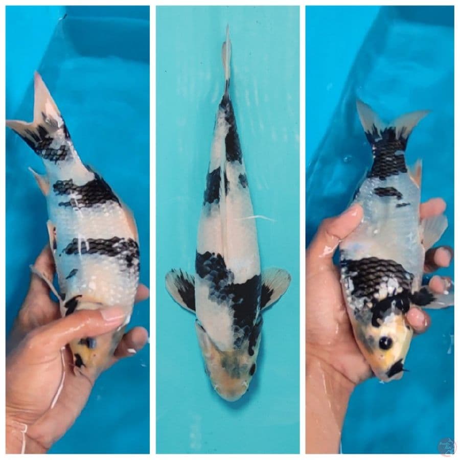 SHIRO UTSURI 25 CM BAHAN KEEP