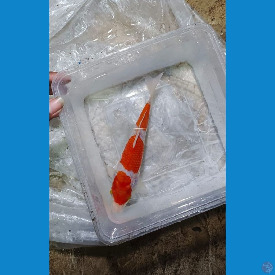 KOHAKU 19 CM