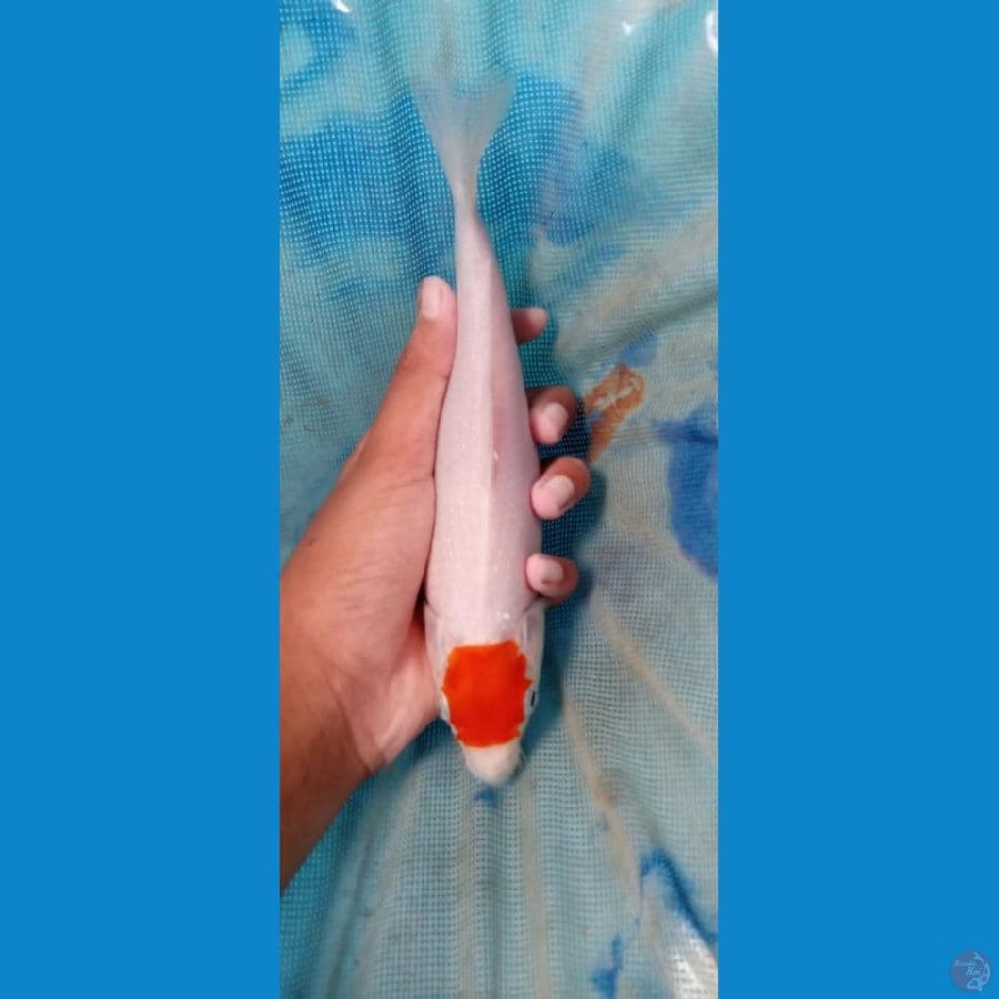 TANCO KOHAKU 23 CM