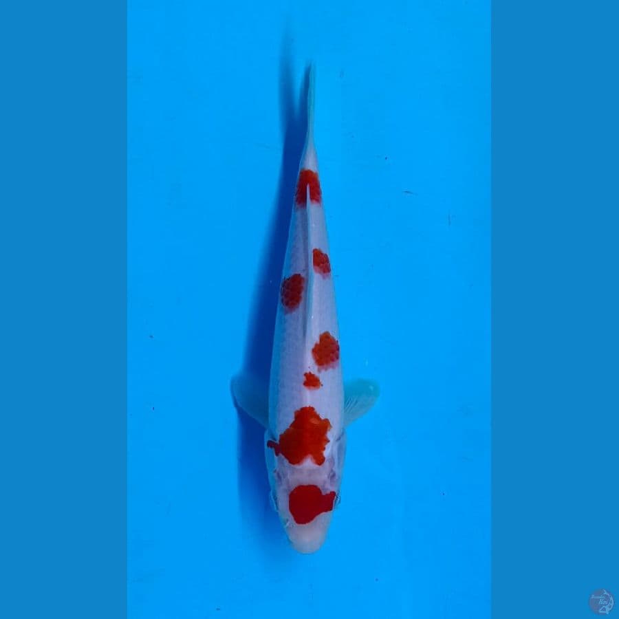 Kohaku sakura 23cm