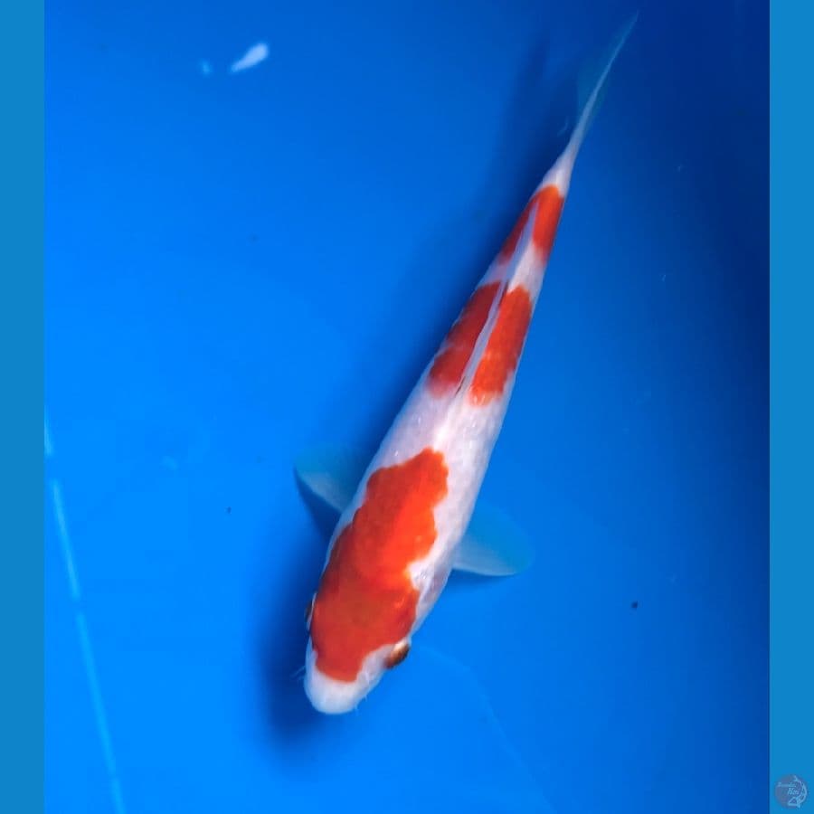 kohaku 3 step 19cm