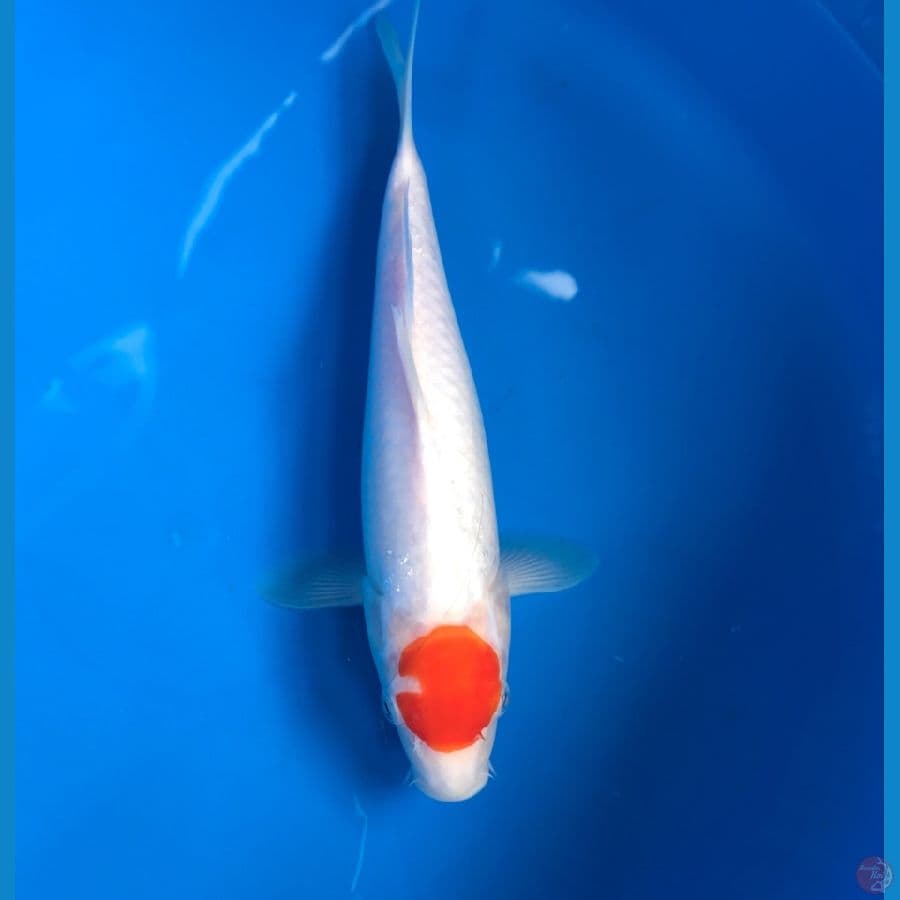 tancho kohaku 28cm