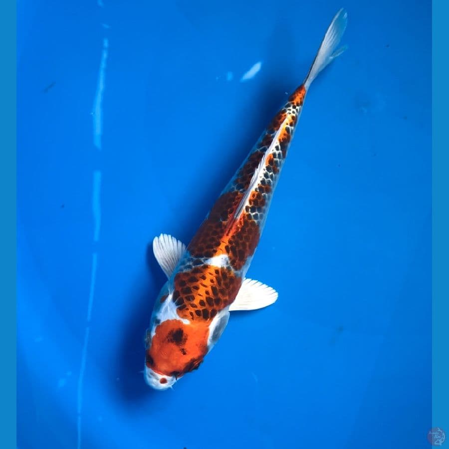 kujaku 23cm