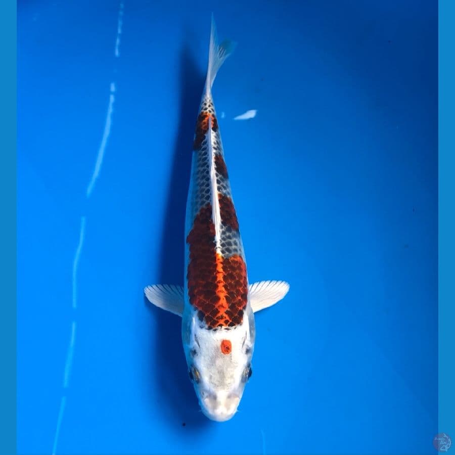 kujaku 23cm