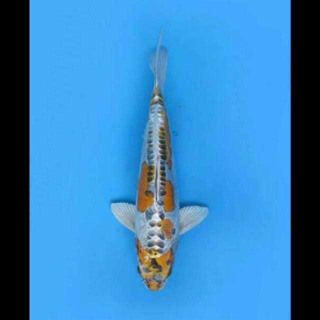 35cm Female - Beni Kinkikoryu Antik