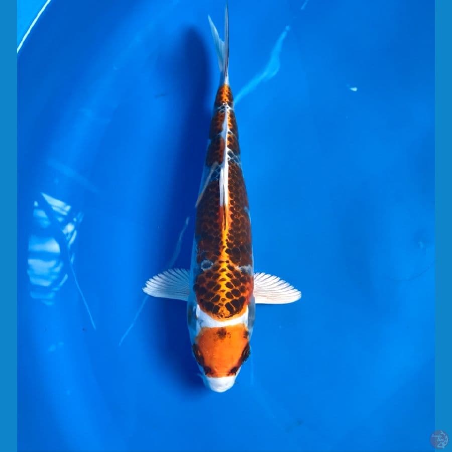 maruten kujaku 24cm