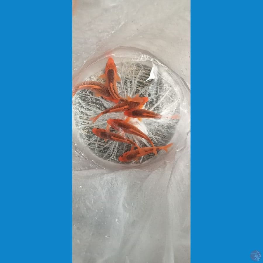 Paket 7 ekor Aka Matsuba 15-18cm™