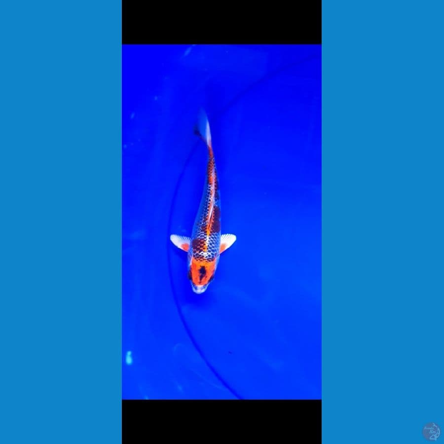 kojaku 19 cm male