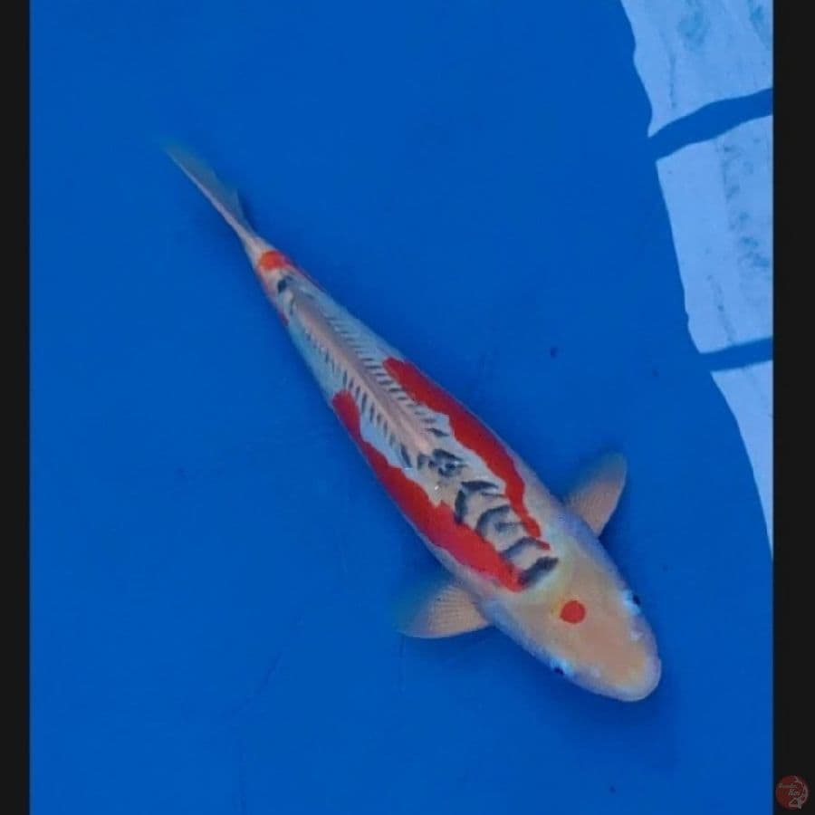 Koi Import Jepang Shusui (Sertifikat Yamaju) 48cm Male Super