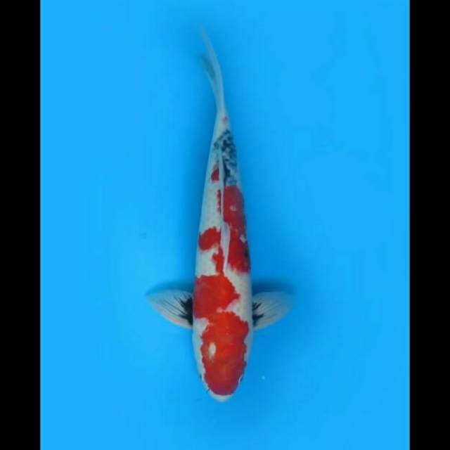 50cm Male - Jumbo Kindai Showa