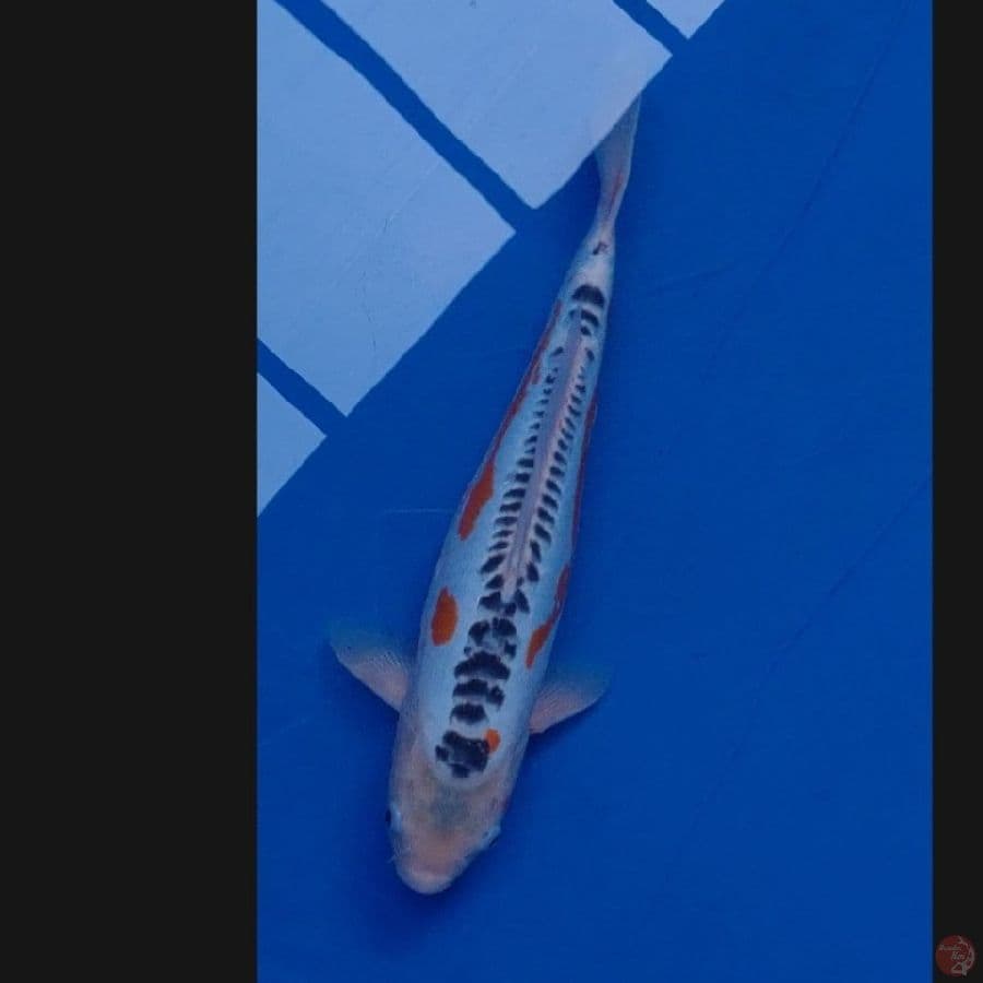 Koi Import Jepang Shusui (Sertifikat Yamaju) 45cm Super