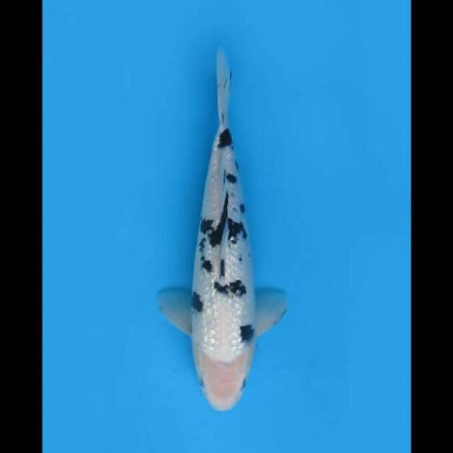 30cm Male - Bekko Ginri Sq