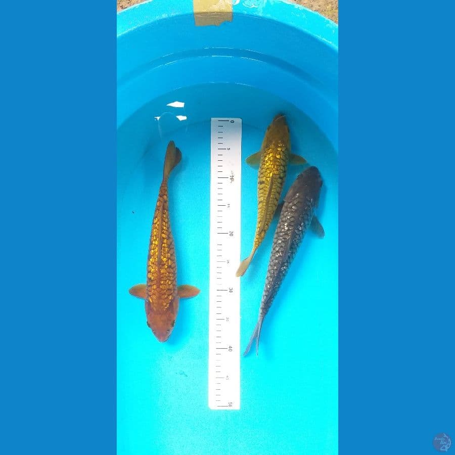Aragoke Mix 28-34cm