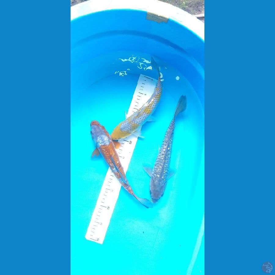 Mix Ochiba 31-33cm