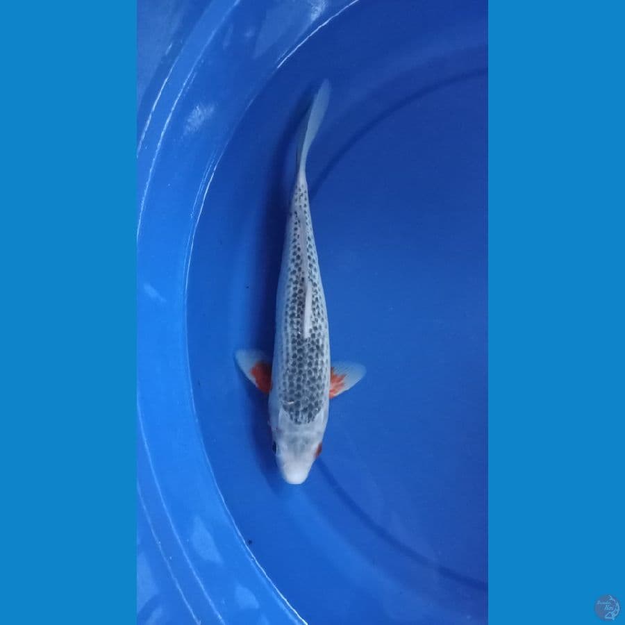 Asagi 33 cm