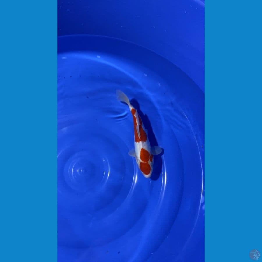 KOHAKU DOITSU ARAGOKE 33cm/M