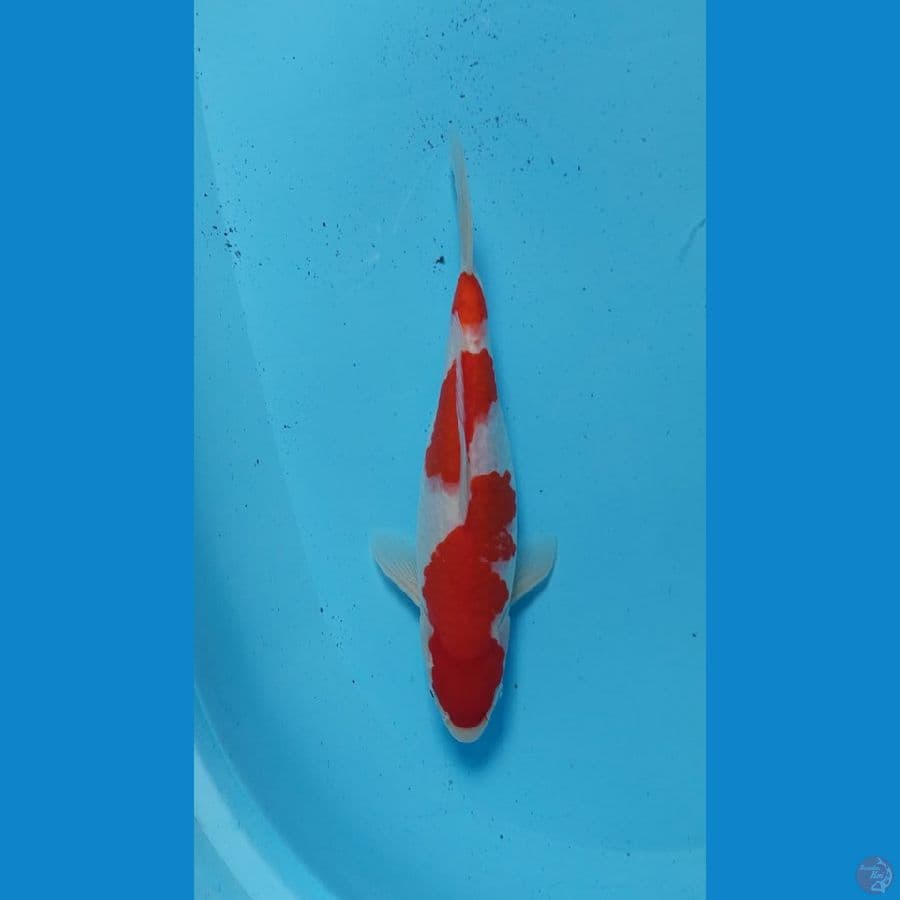 kohaku 34 cm