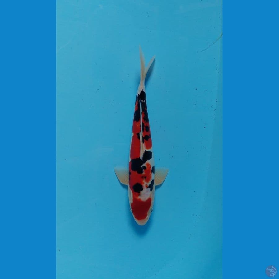 sanke doitsu murni 31 cm
