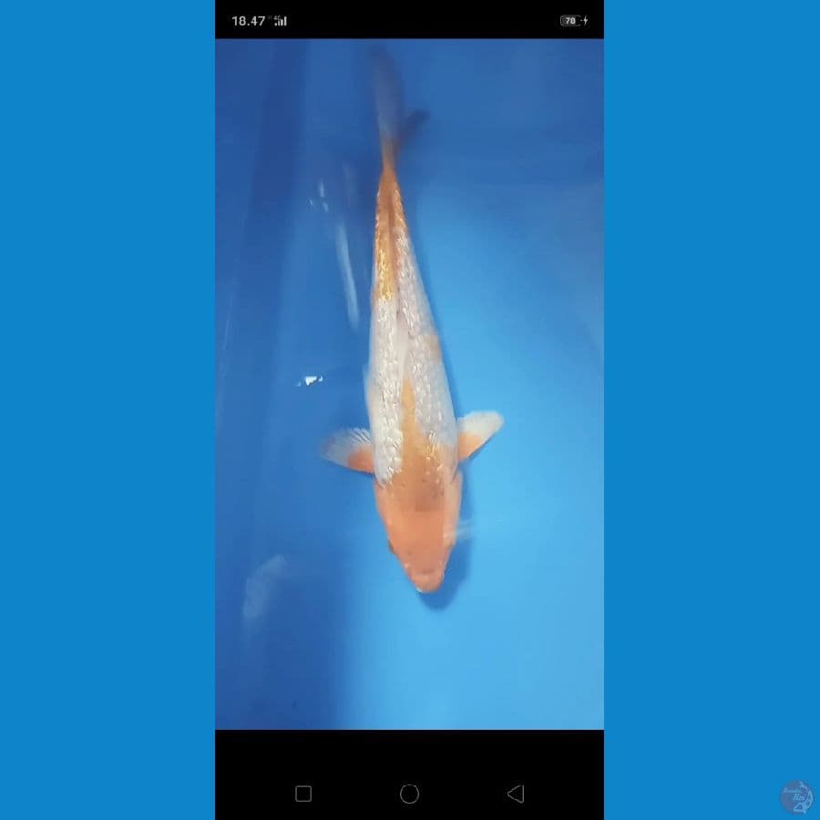 SQ ,30 cm goldencorn.ginrin