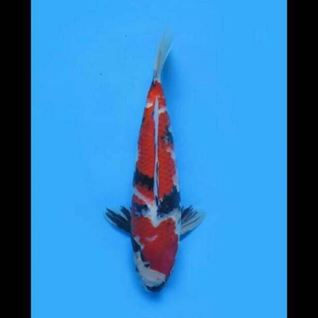 37cm Female - Jumbo Showa