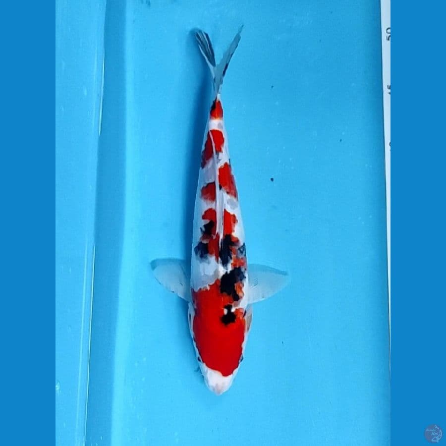 30cm Male