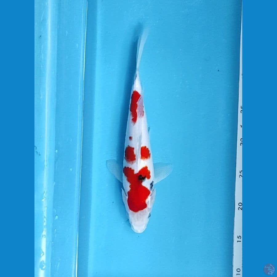 super white 30cm
