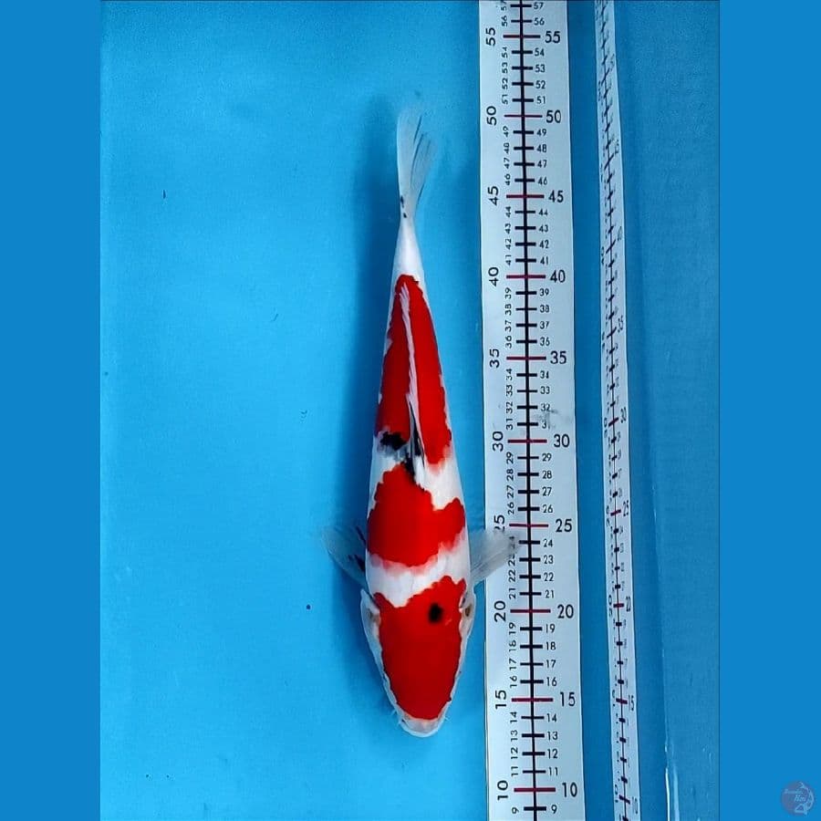 34cm
