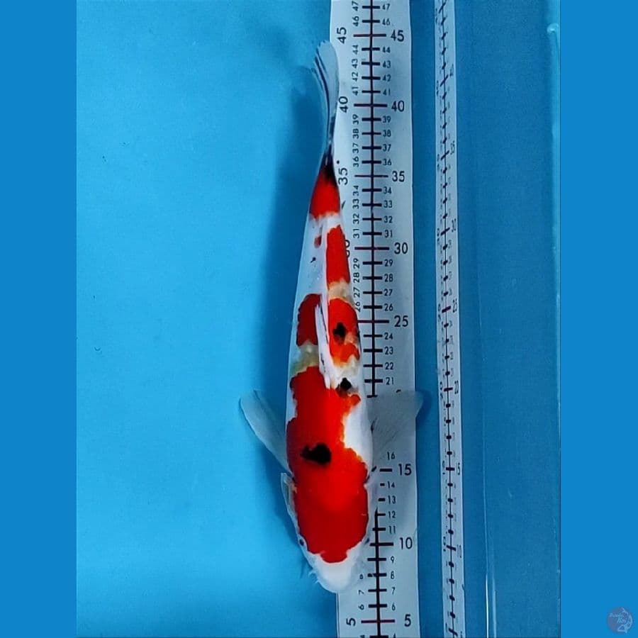35cm