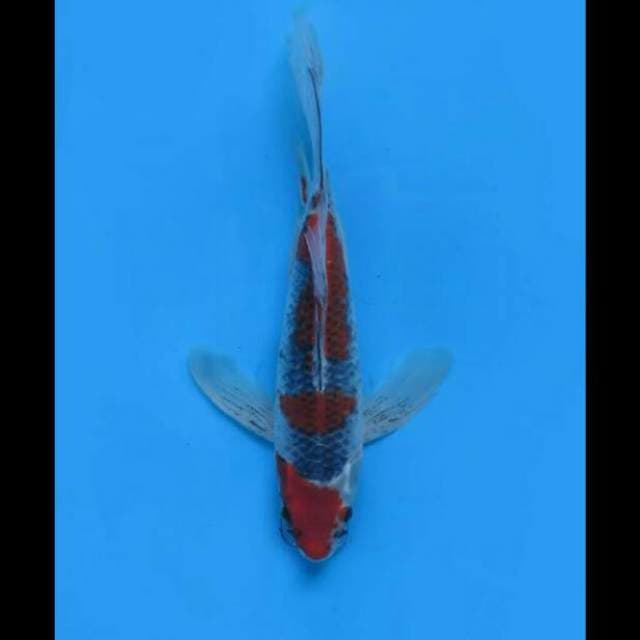 35cm Male - Kumpay Goshiki