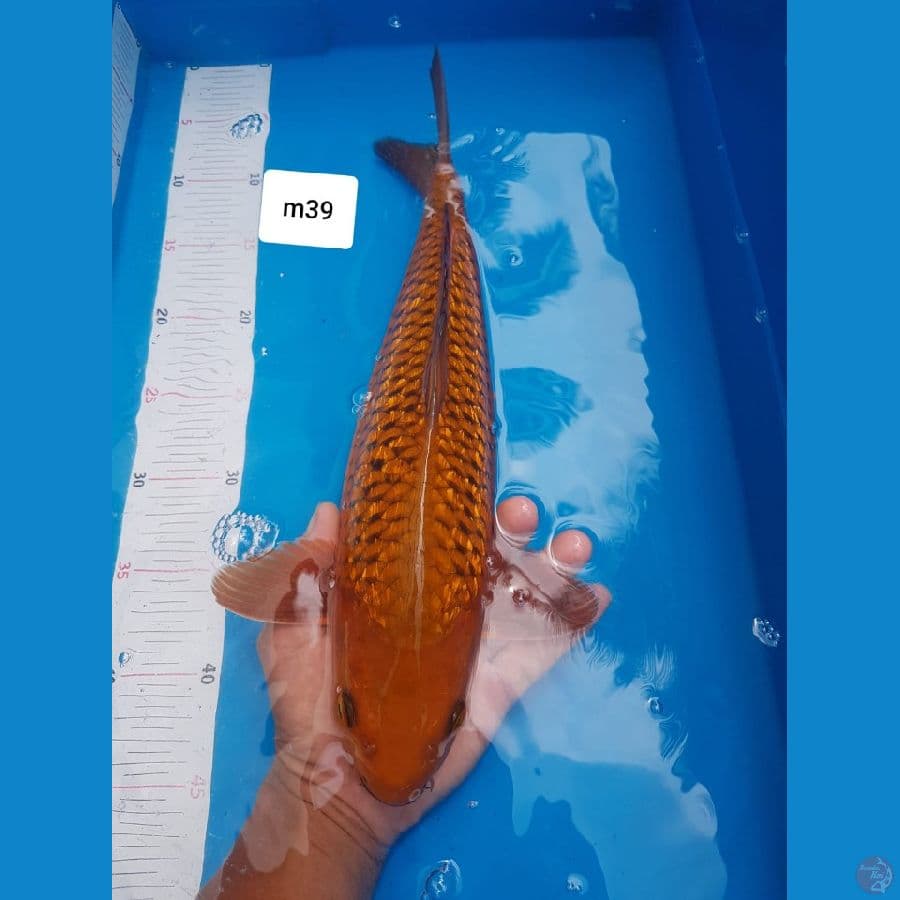 chagoi Ginrin male