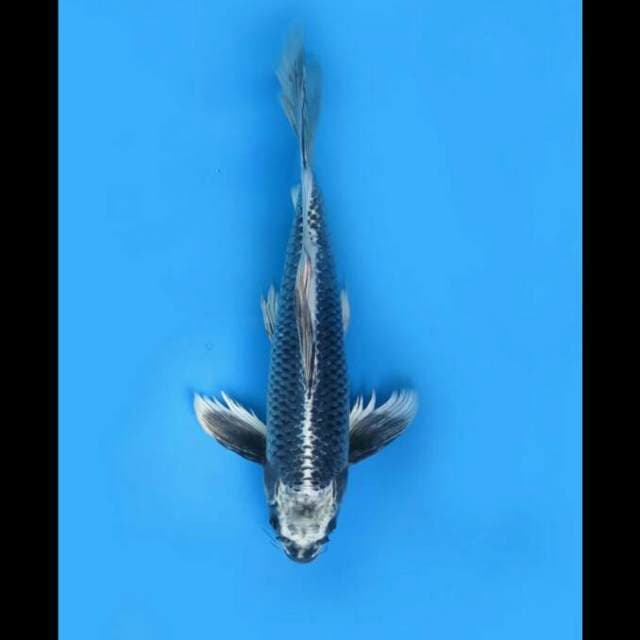 42cm Male - Kumpay Matsuba Langka