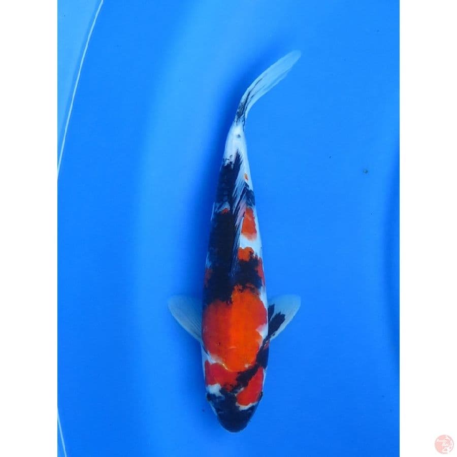 30bu , Male Showa HQ