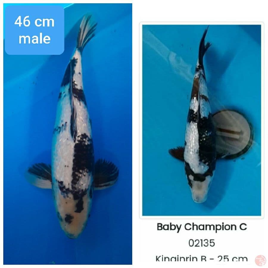 SPESIAL ~ SHIRO GINRIN SQ 46 cm male