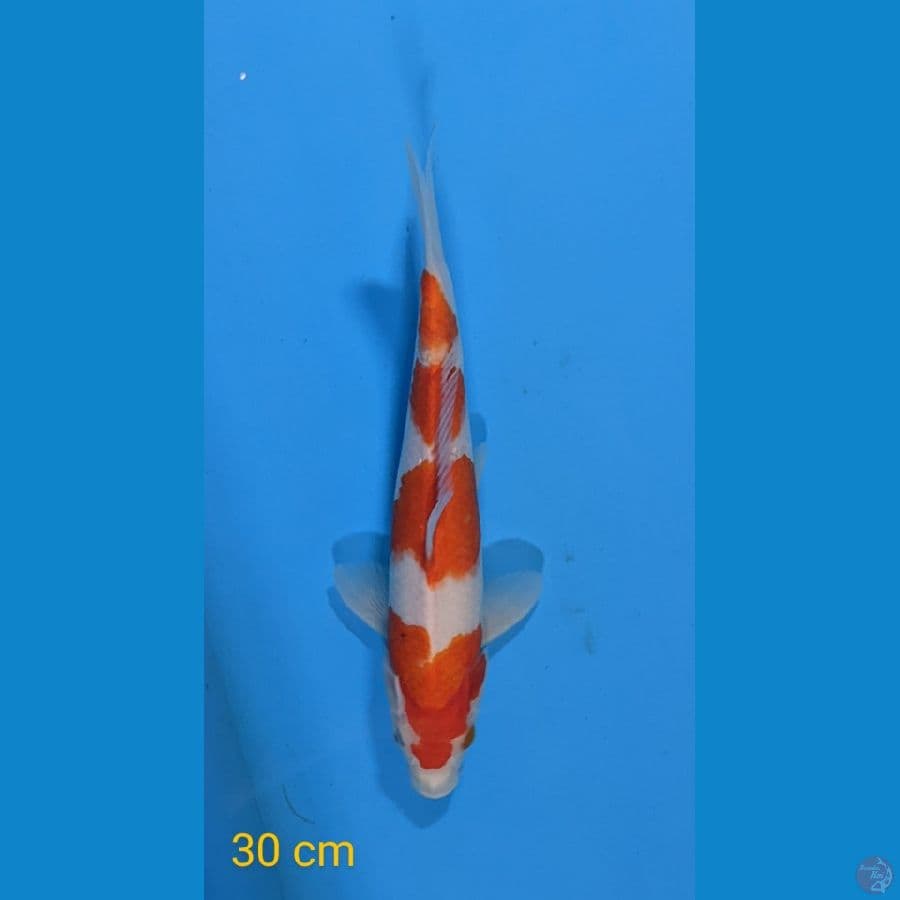 KOHAKU 30 CM
