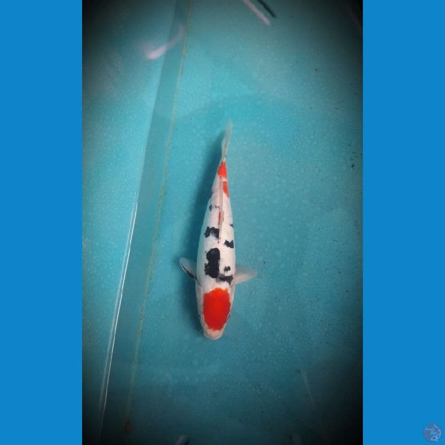 Sanke doitsu Original 28cm