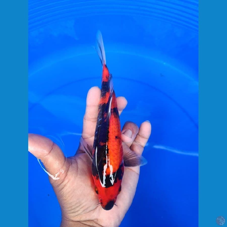 showa 25 cm