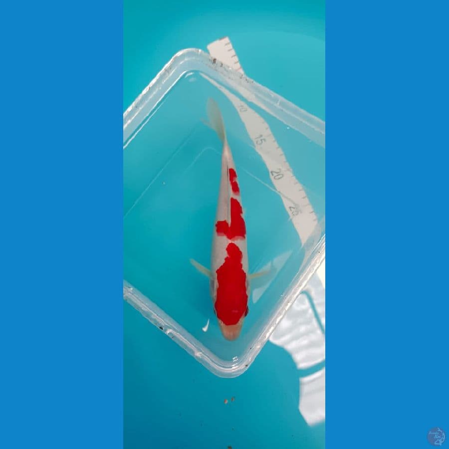 KOHAKU 23 CM ORIGINAL