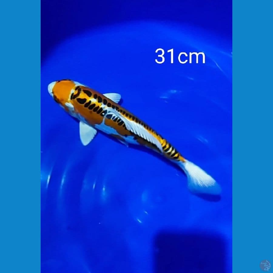 kujaku doitsu 31cm