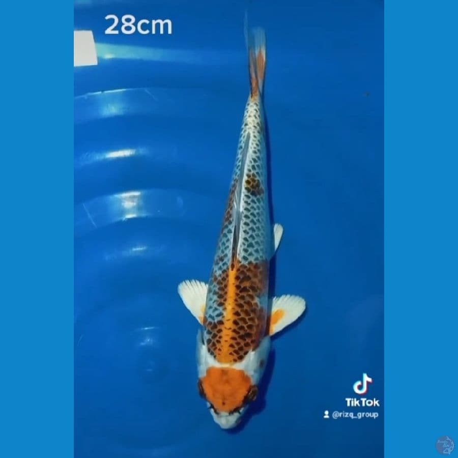 Maruthen kujaku 28cm