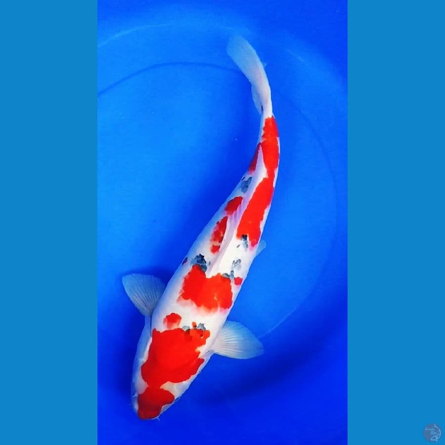 Sanke F51cm original
