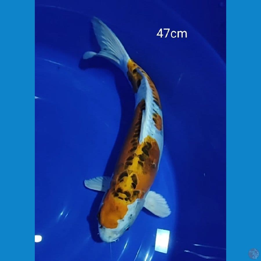 Jumbo benikikokuryu 47cm