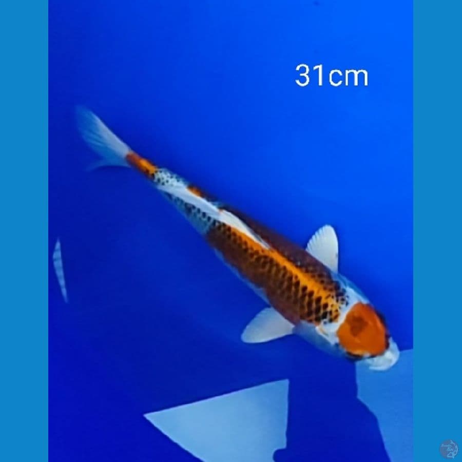 Maruthen kujaku 31cm