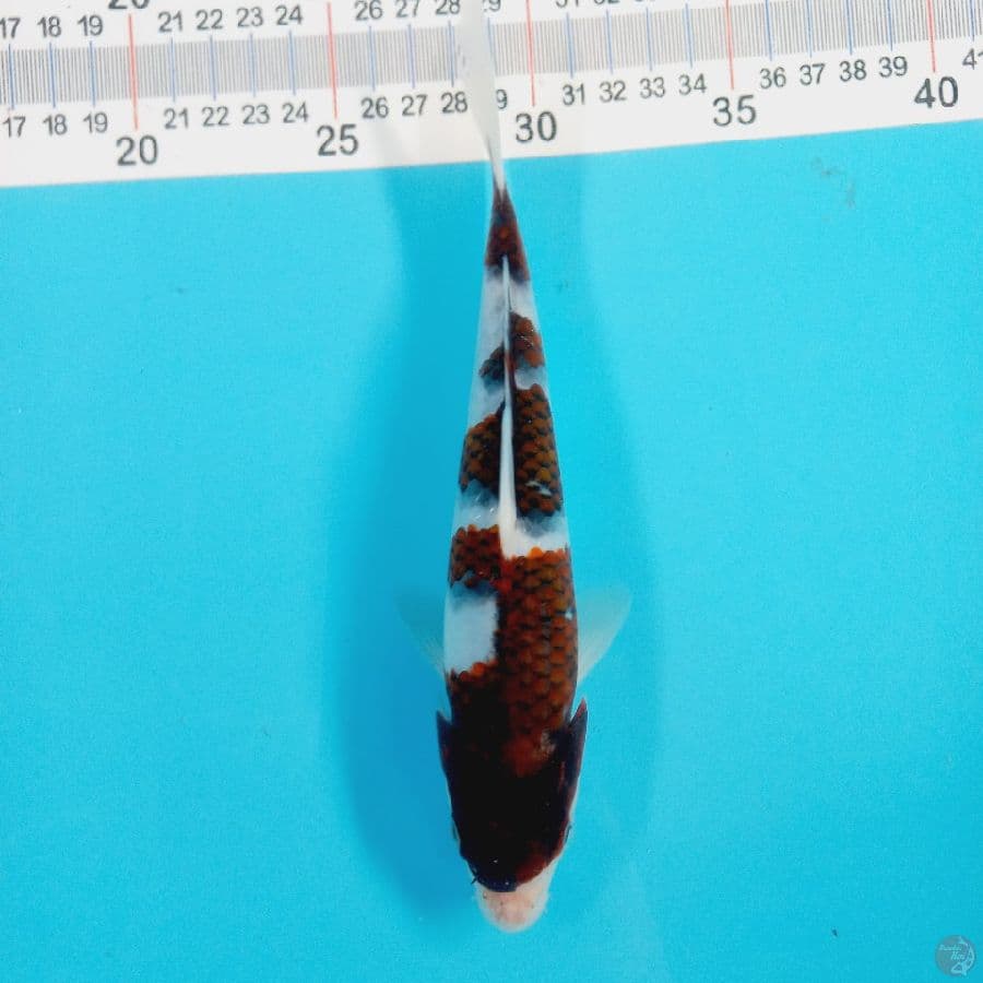 GOROMO//ML/22 CM