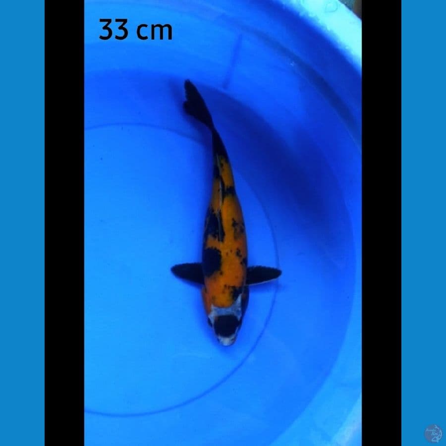 Maruten utshuri 33 cm