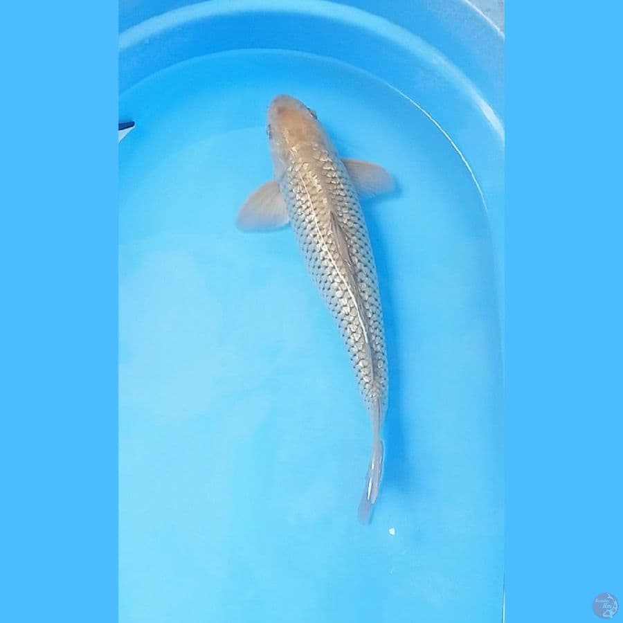 Soragoi Ginrin 45cm